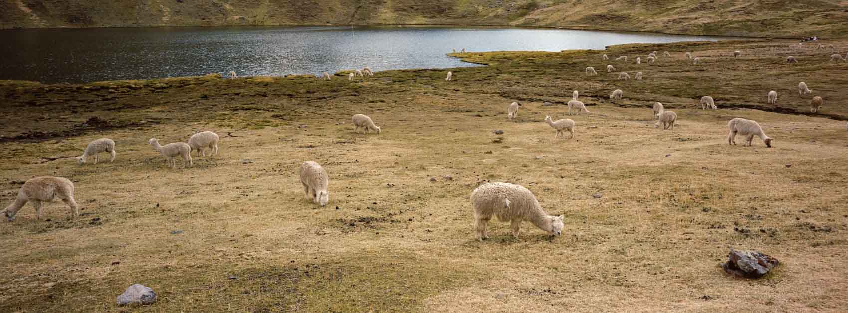 Panoramic film photograph taken near Machu Picchu elevation, showing Alpacas grazing the field in the Andean mountains, highlighting everyday life at high altitude.