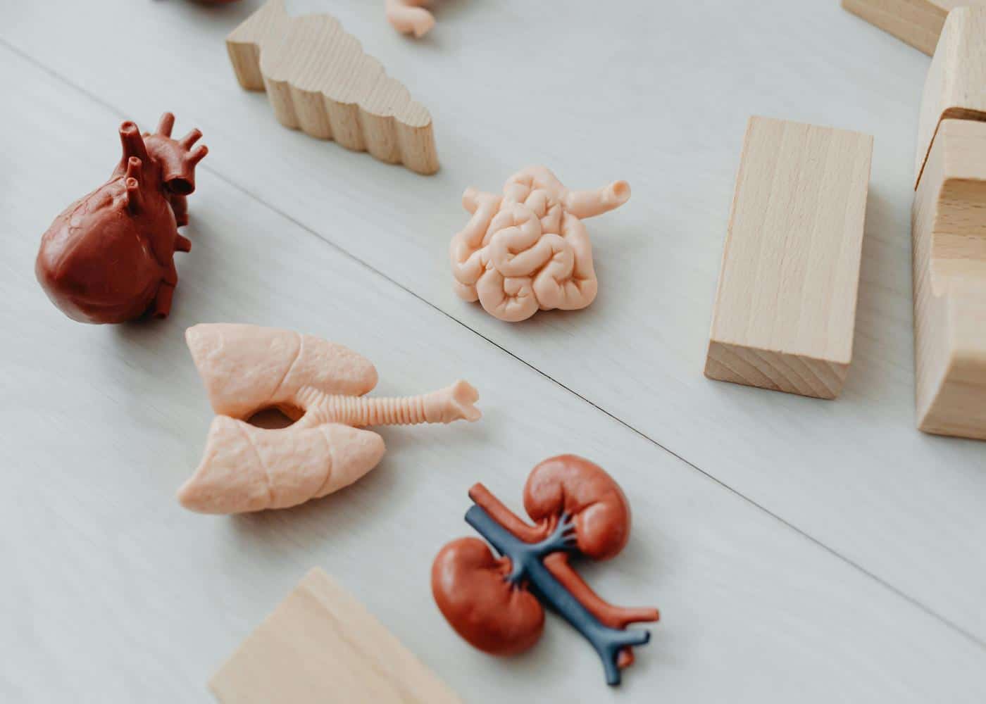 Models of the instestine, lungs, and heart on a table