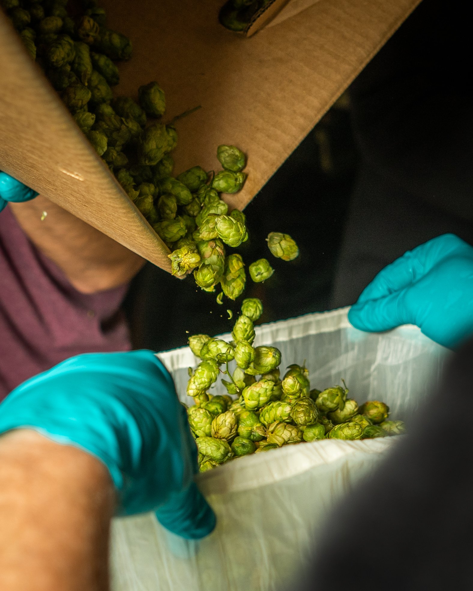 Brewer adding fresh hops into tank