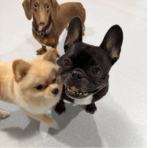 Happy dog daycare healthy pets pawstreet