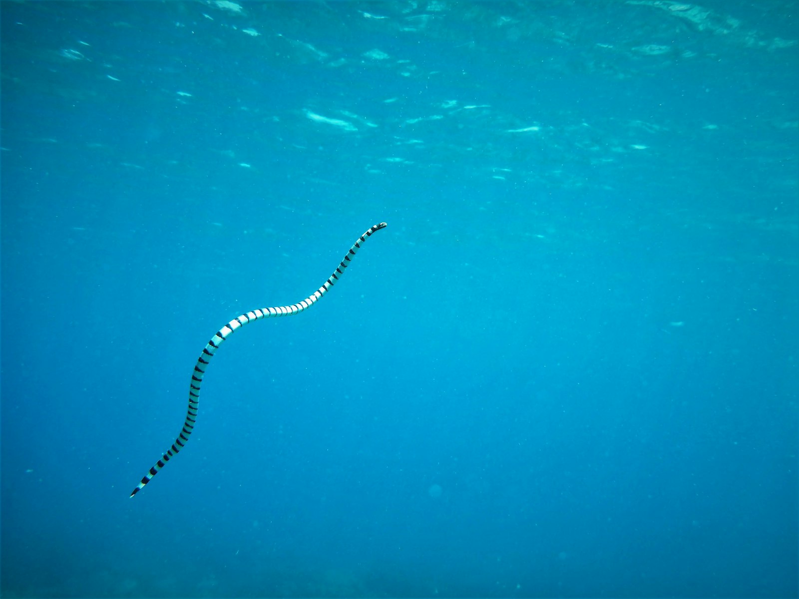 Banded sea krait swimming through open blue water