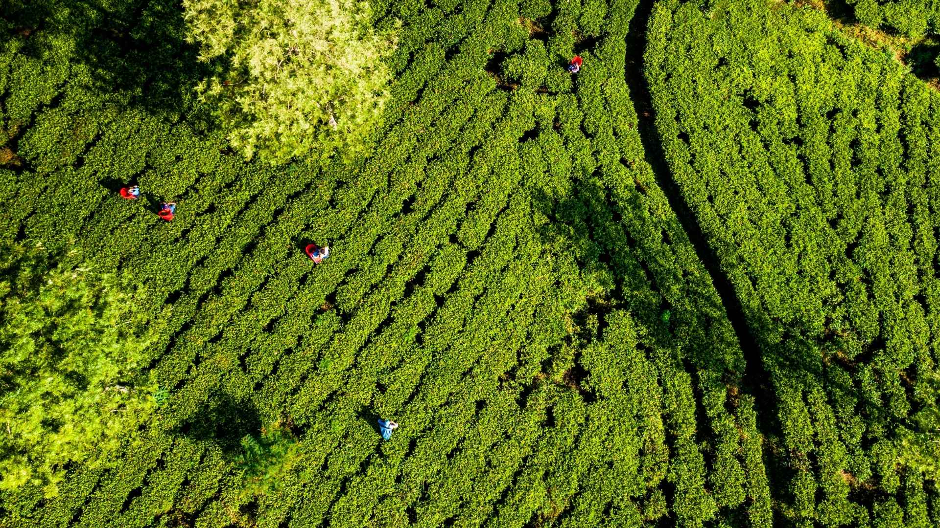 Kerala Tea Plantation: Regions, Conditions, & Estate Concentration