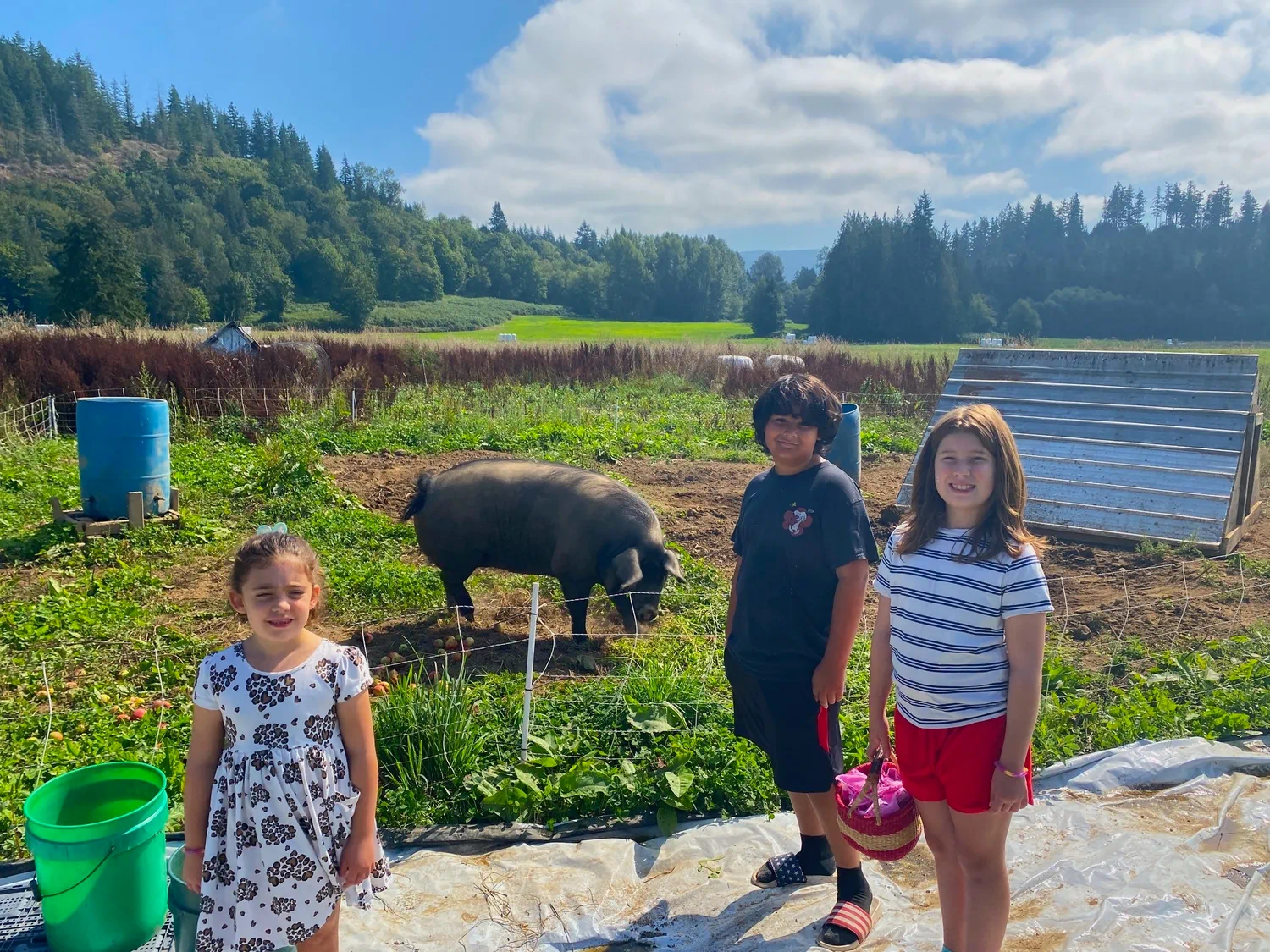 Three children standing near a pig in a fenced pasture at Rooted Northwest farmland.