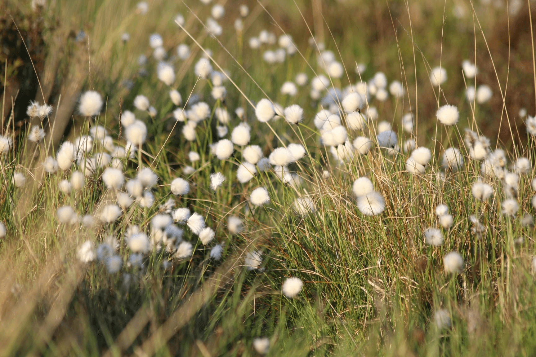 bloemen