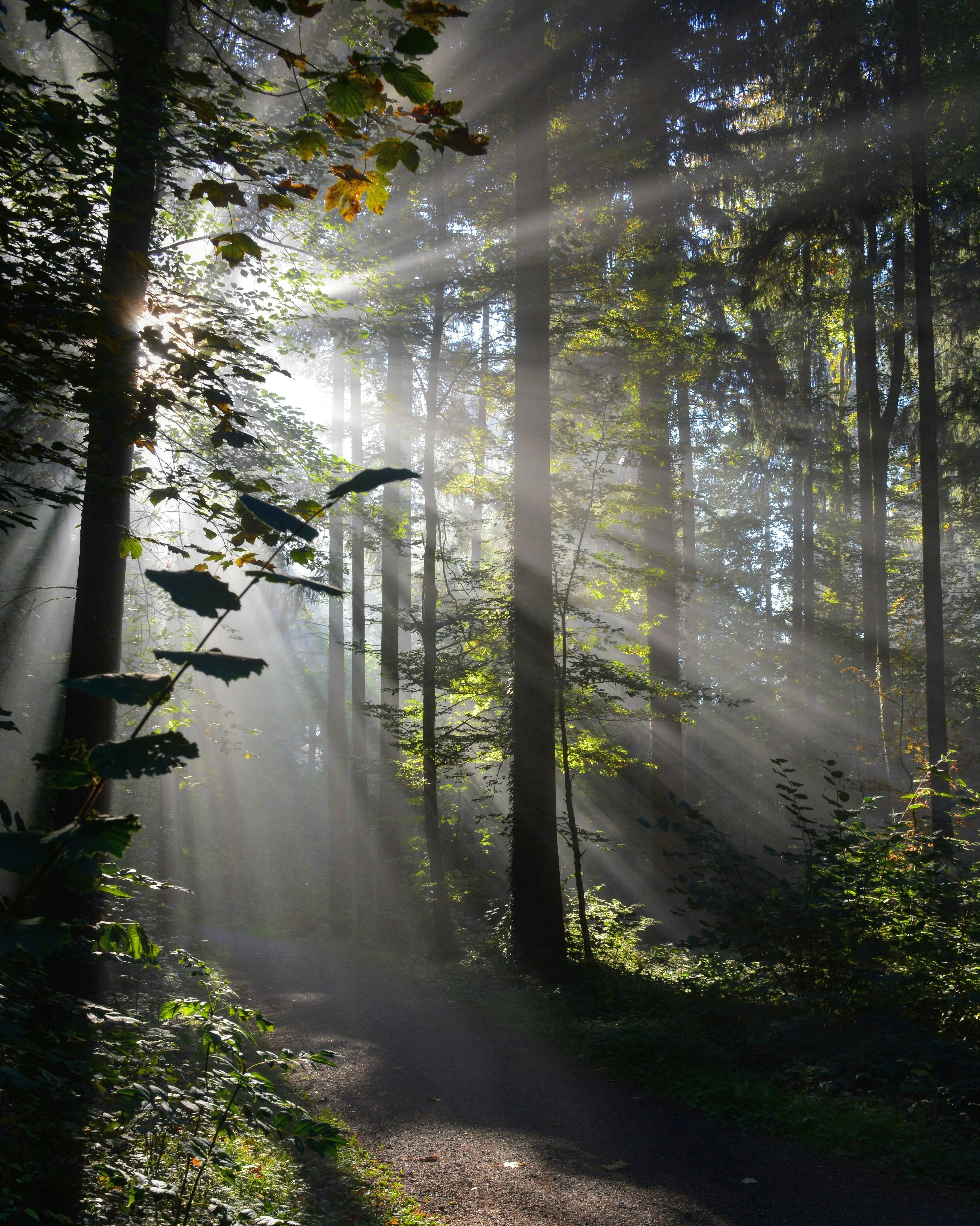 Sunlight streaming through tall trees in a peaceful forest, illuminating a quiet woodland path and creating a calming, reflective atmosphere.
