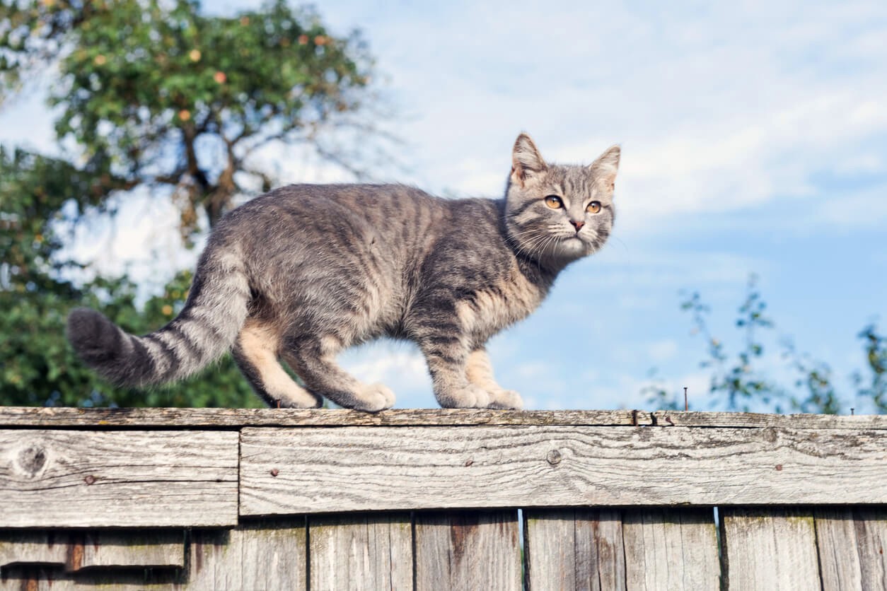 cat scaling a fence