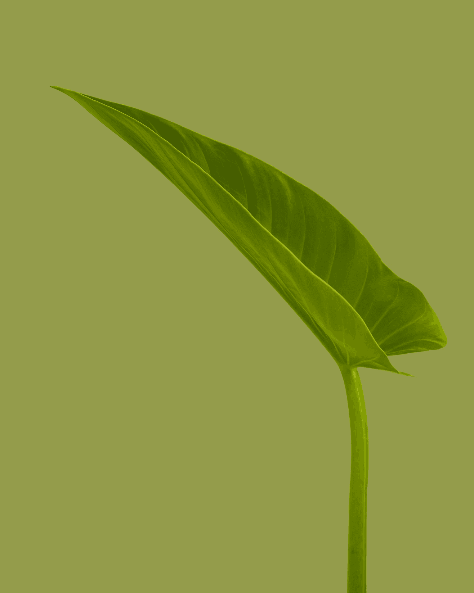 Close-up of a green leaf on a light green background