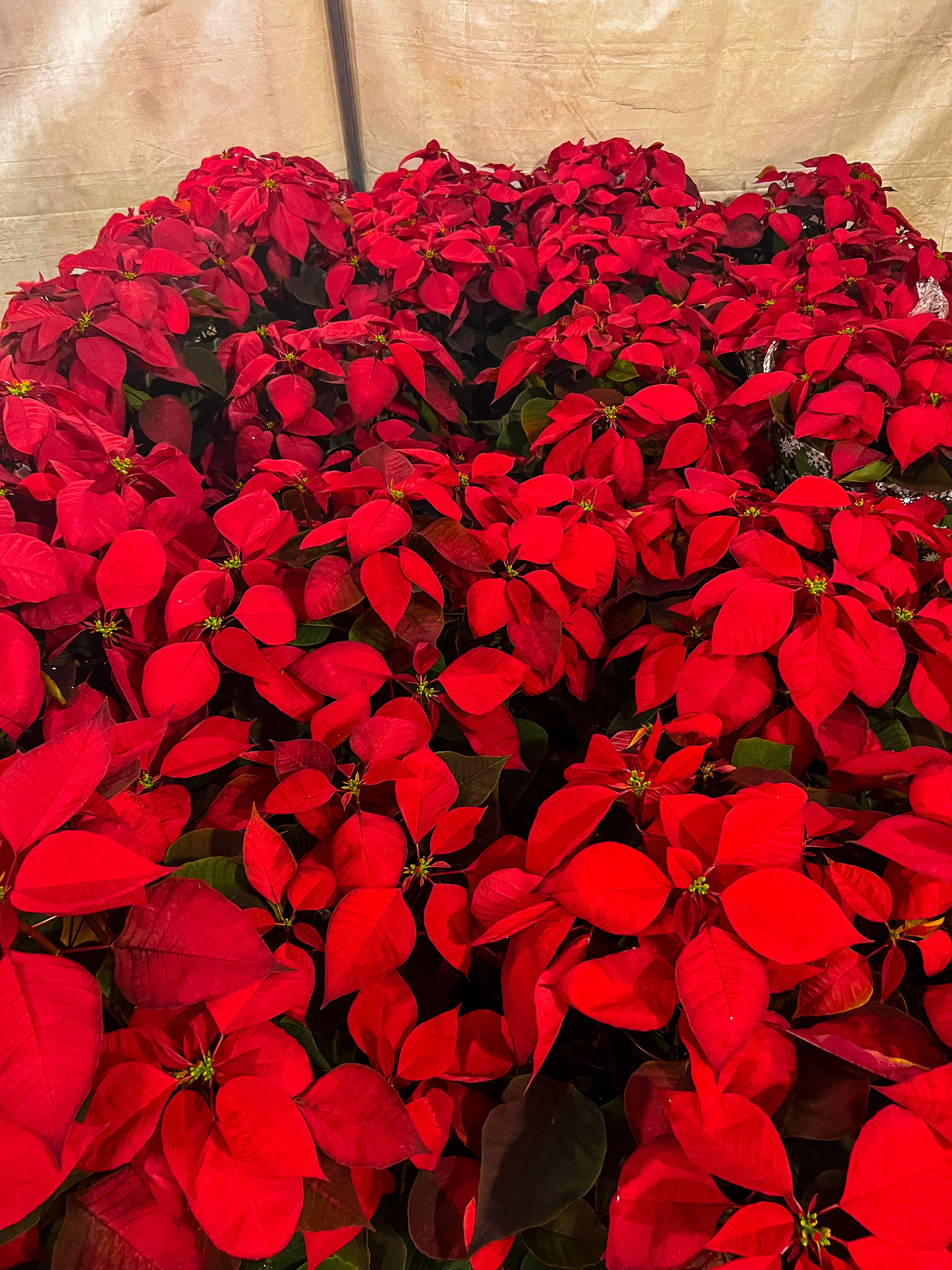 bunches of pointsettas