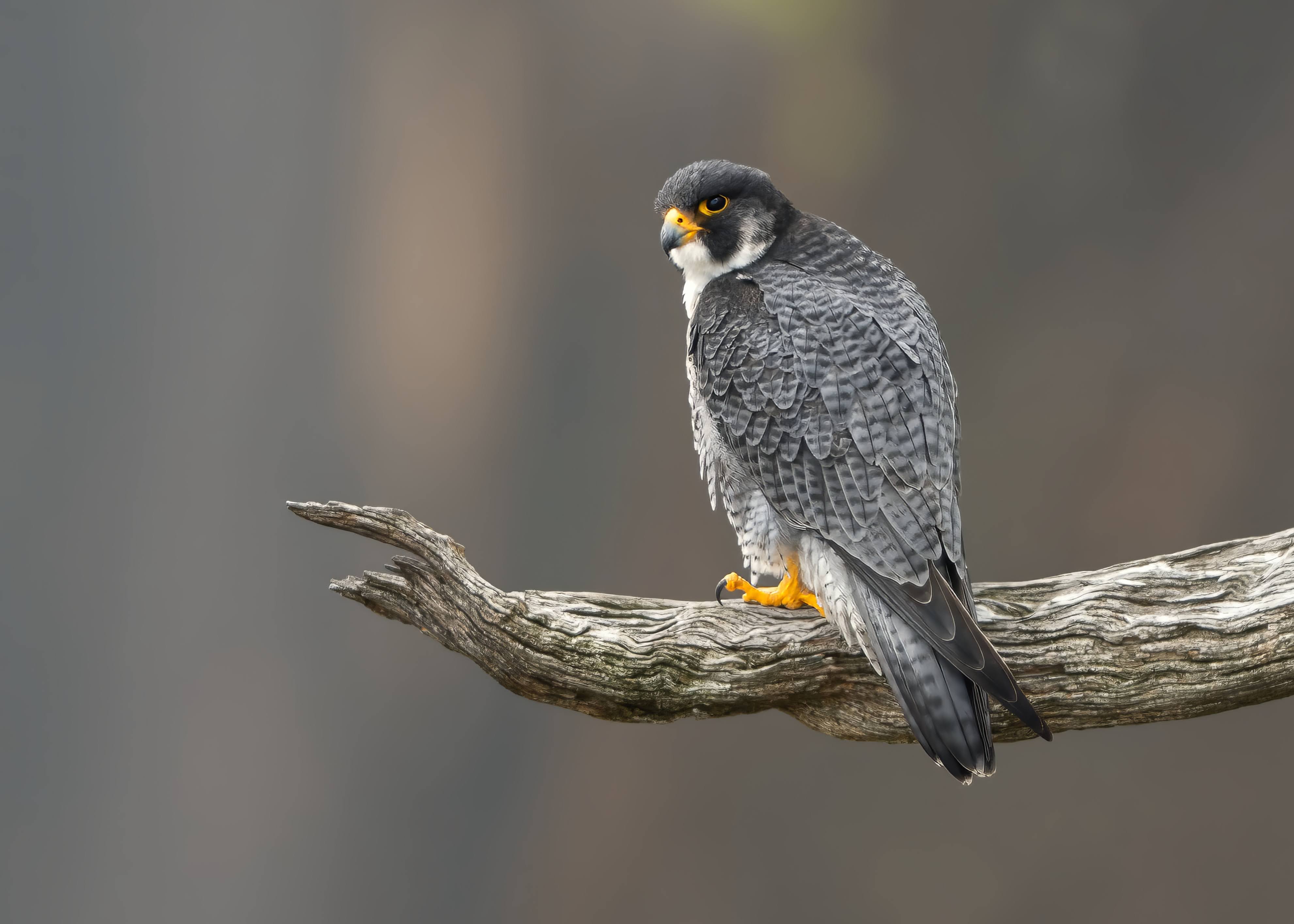 Photo of Irene in a neon scene