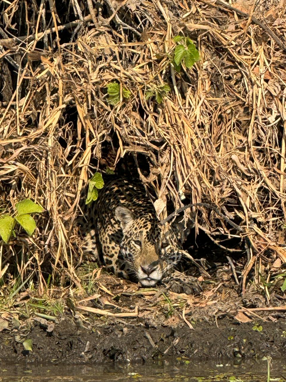 A jaguar rests camouflaged in dry undergrowth in the Pantanal, looking directly at the camera in the Estacao Ecologica Taiama