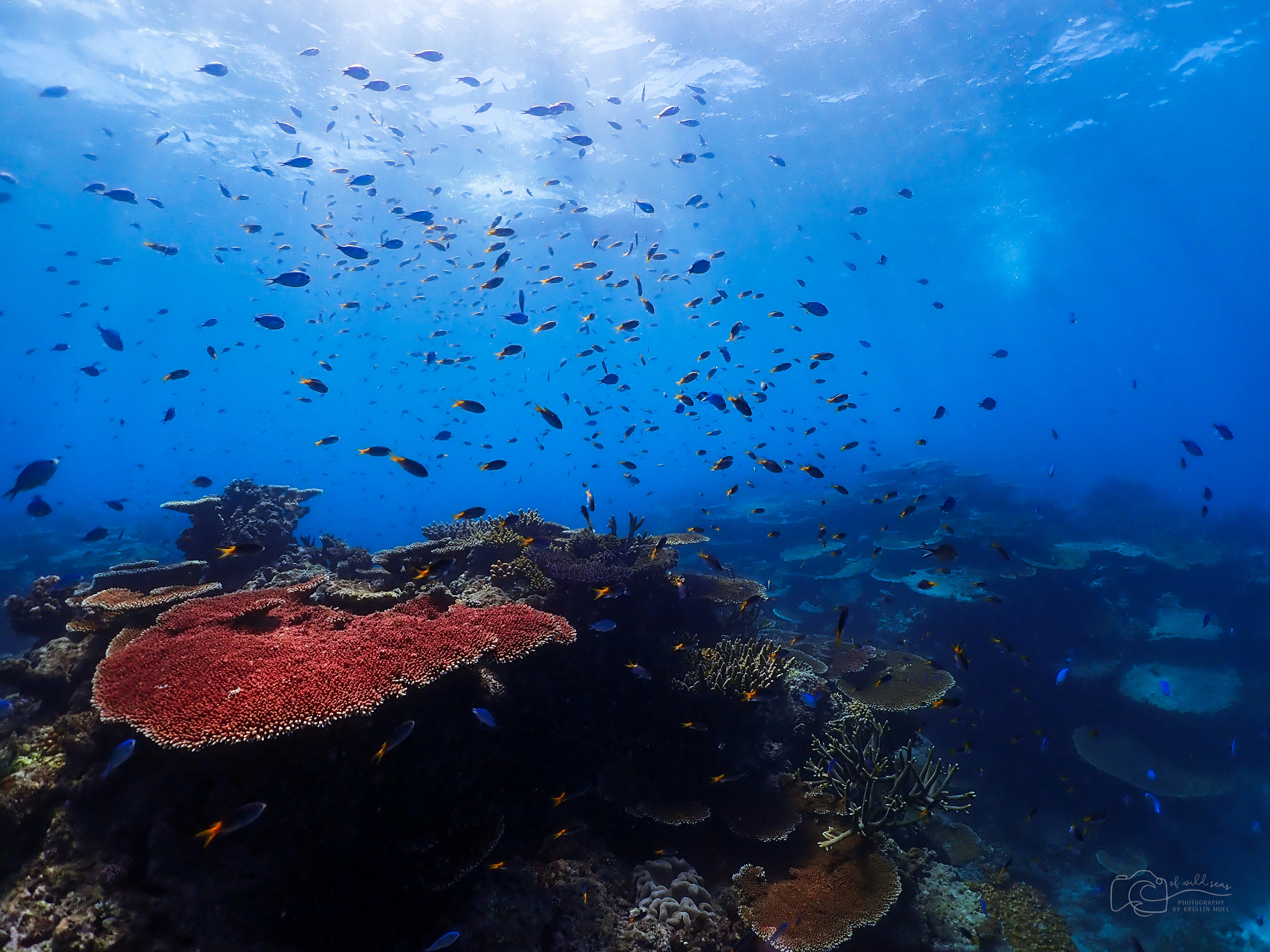 brown concrete building