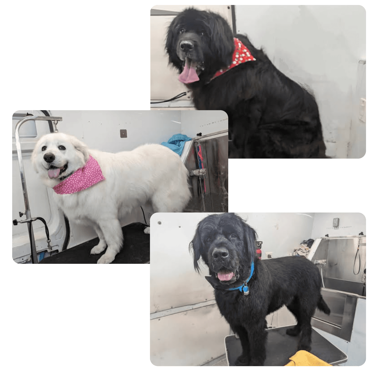 Giant Dog Grooming Bath & Trim Photo - Wags To Riches Dog Grooming