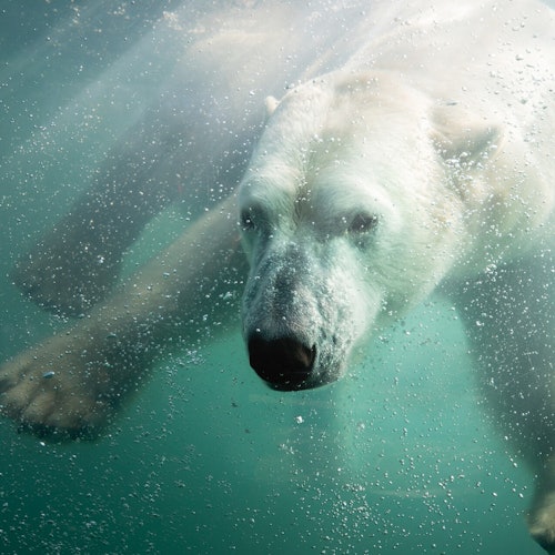 Eisbär im Zoo Amnéville