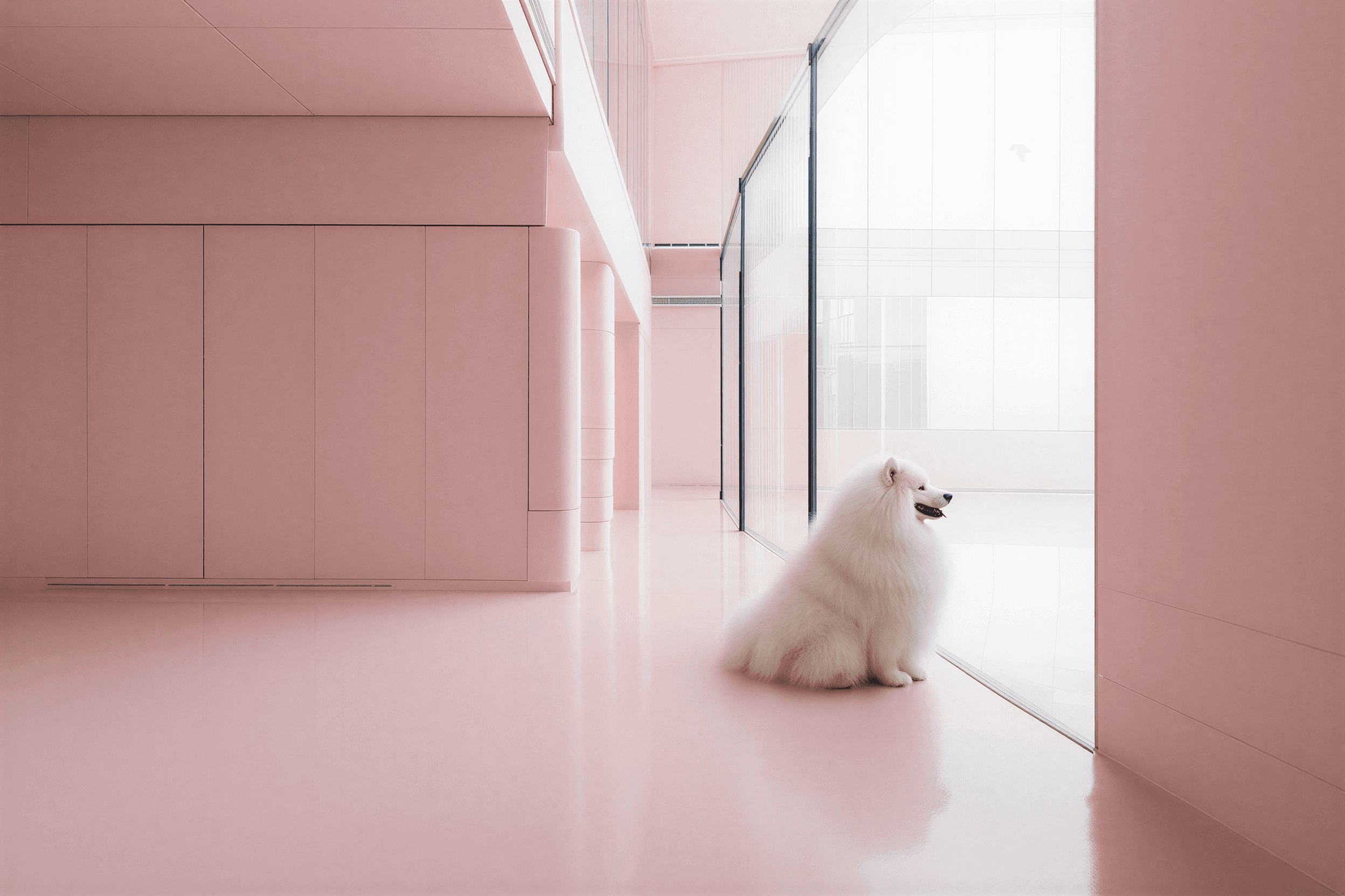 fluffy samoyed fractional cmo ling koay