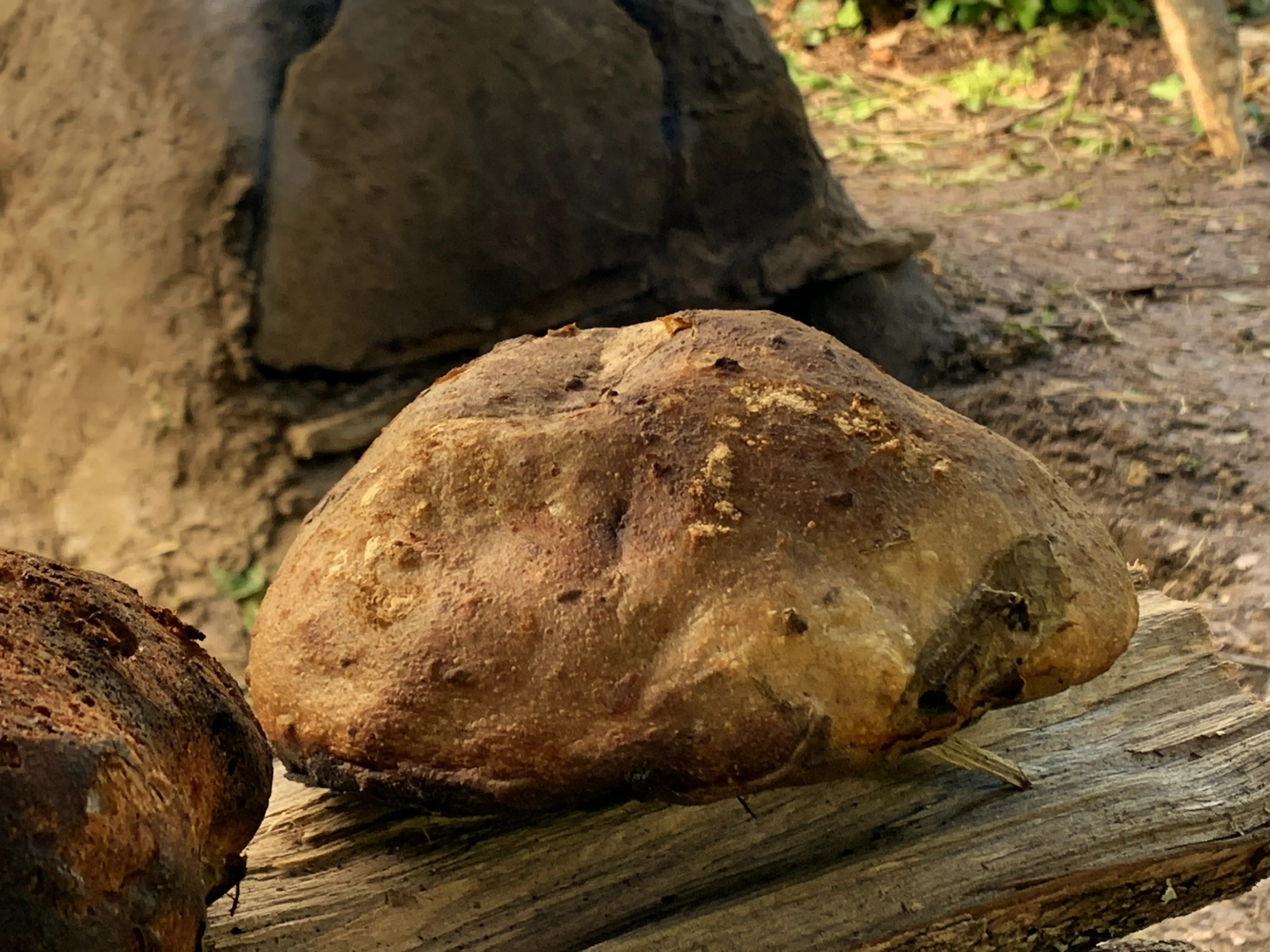 Andrea Modesti, istruttore di survival e bushcraft, esperto in campi avventura per ragazzi e corsi di sopravvivenza outdoor