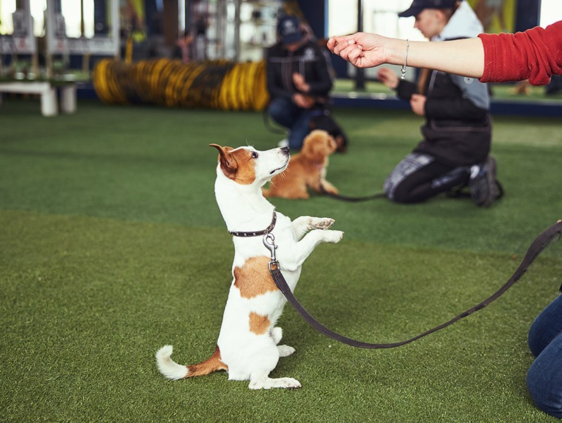 Puppy training dubai