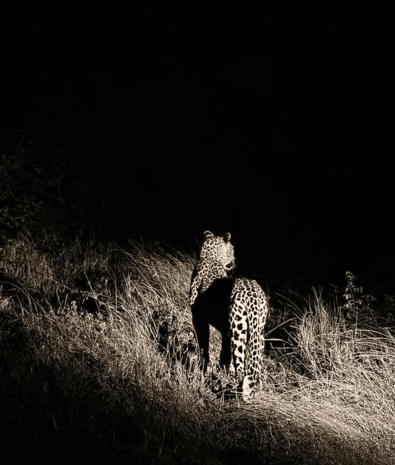 Kruger National Park wildlife photo