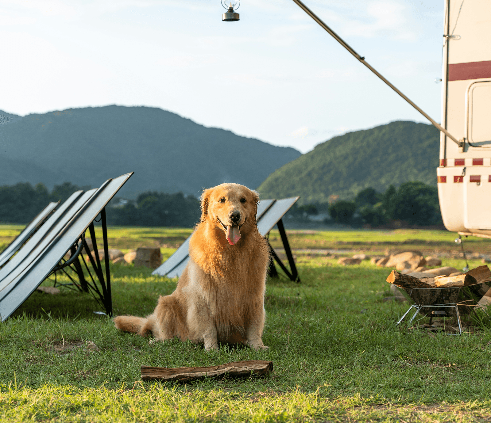 Golden retriever dog sitting near solar panels and camper