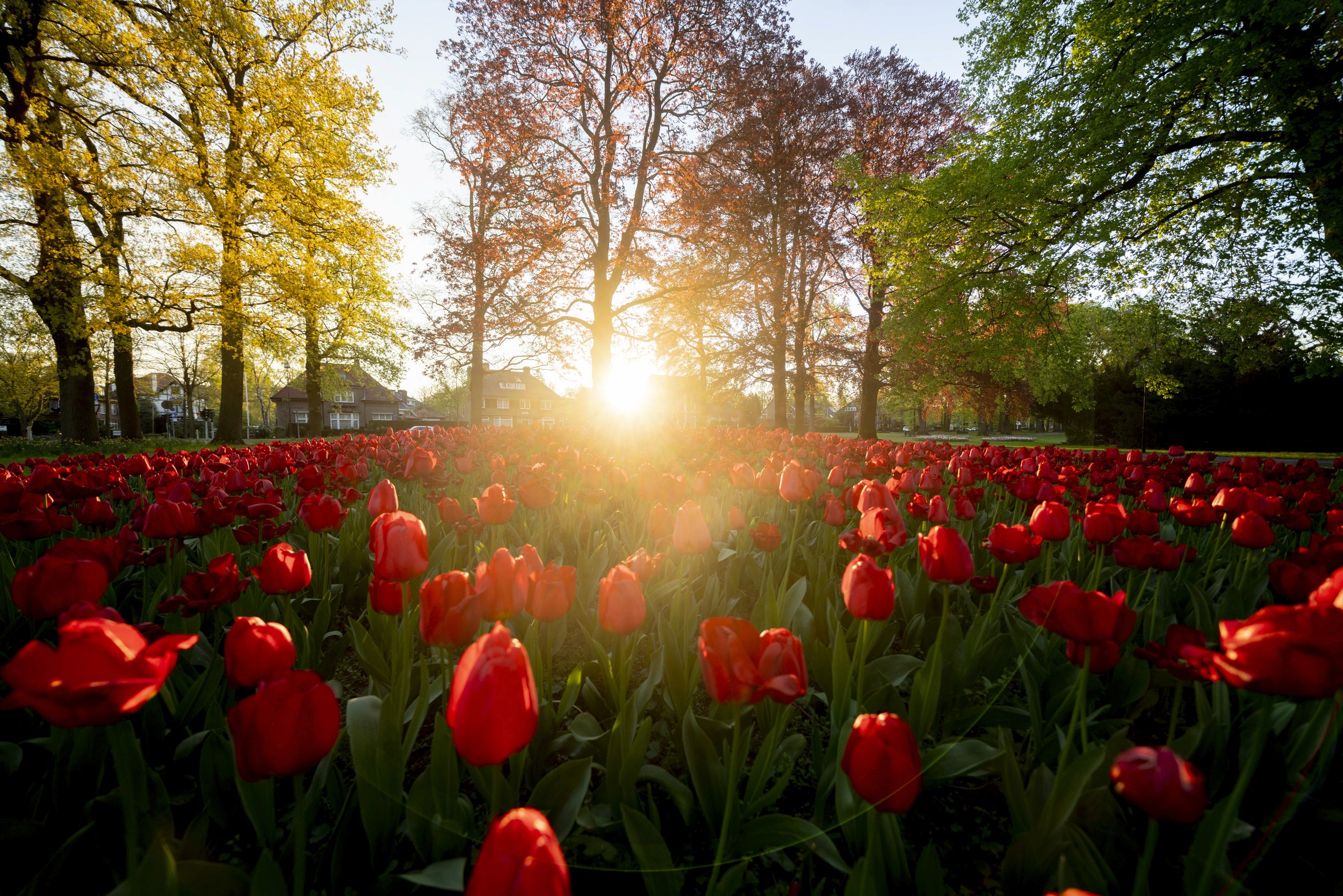 Spring flowers