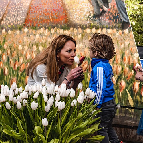 公共汽车与郁金香