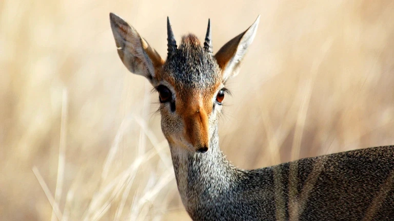 Dik-dik wildlife Kenya
