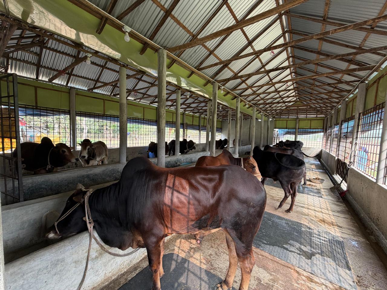 brown cow on green grass field during daytime