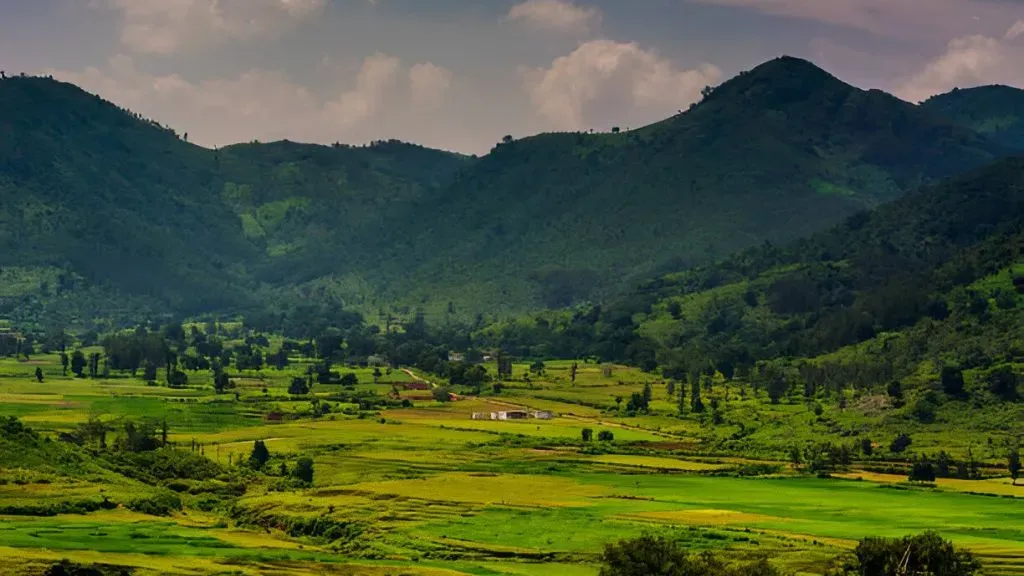 Andhra Pradesh – Araku Valley Tea Plantation.webp