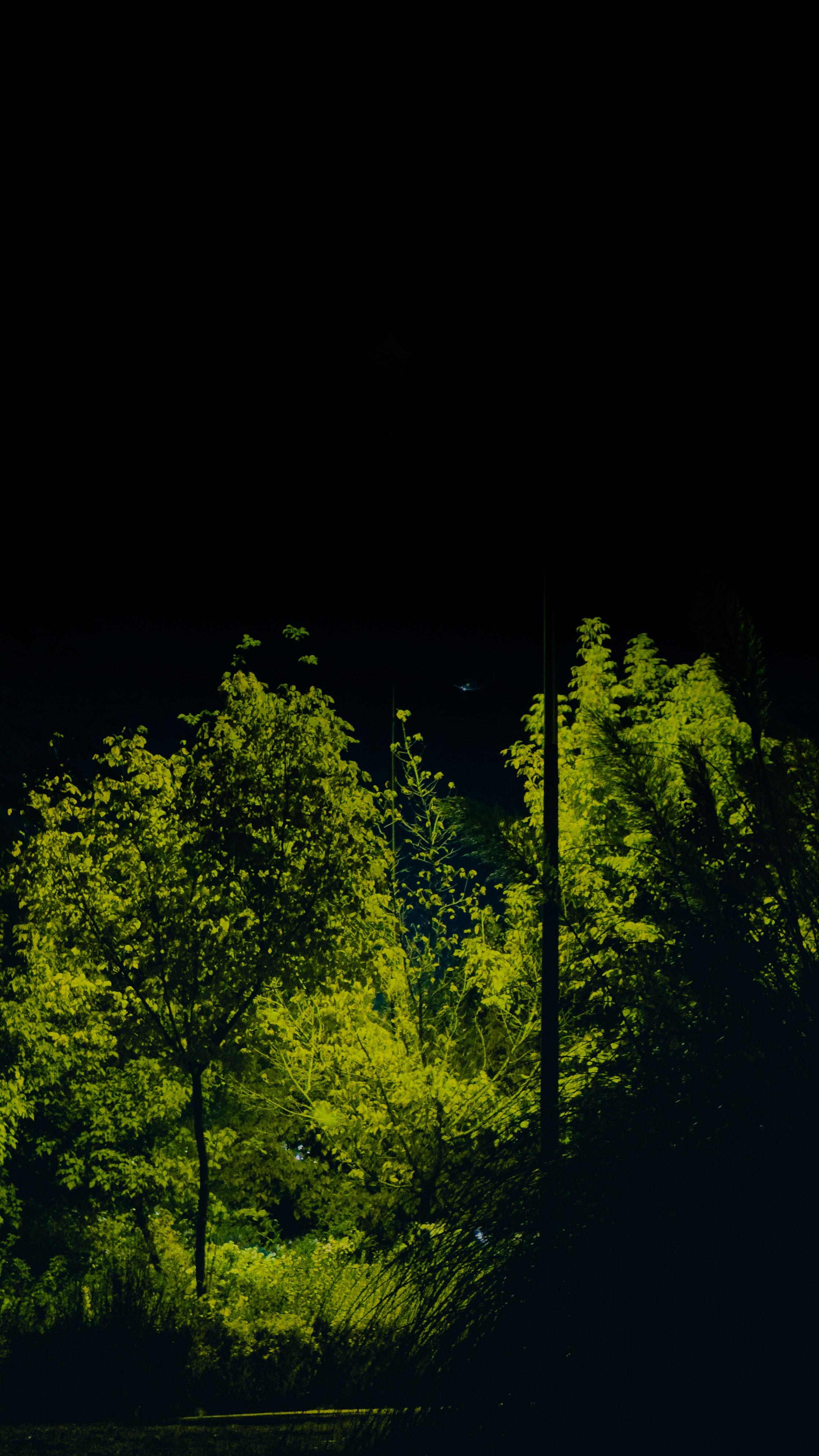 Green trees illuminated against a dark, nearly black background.