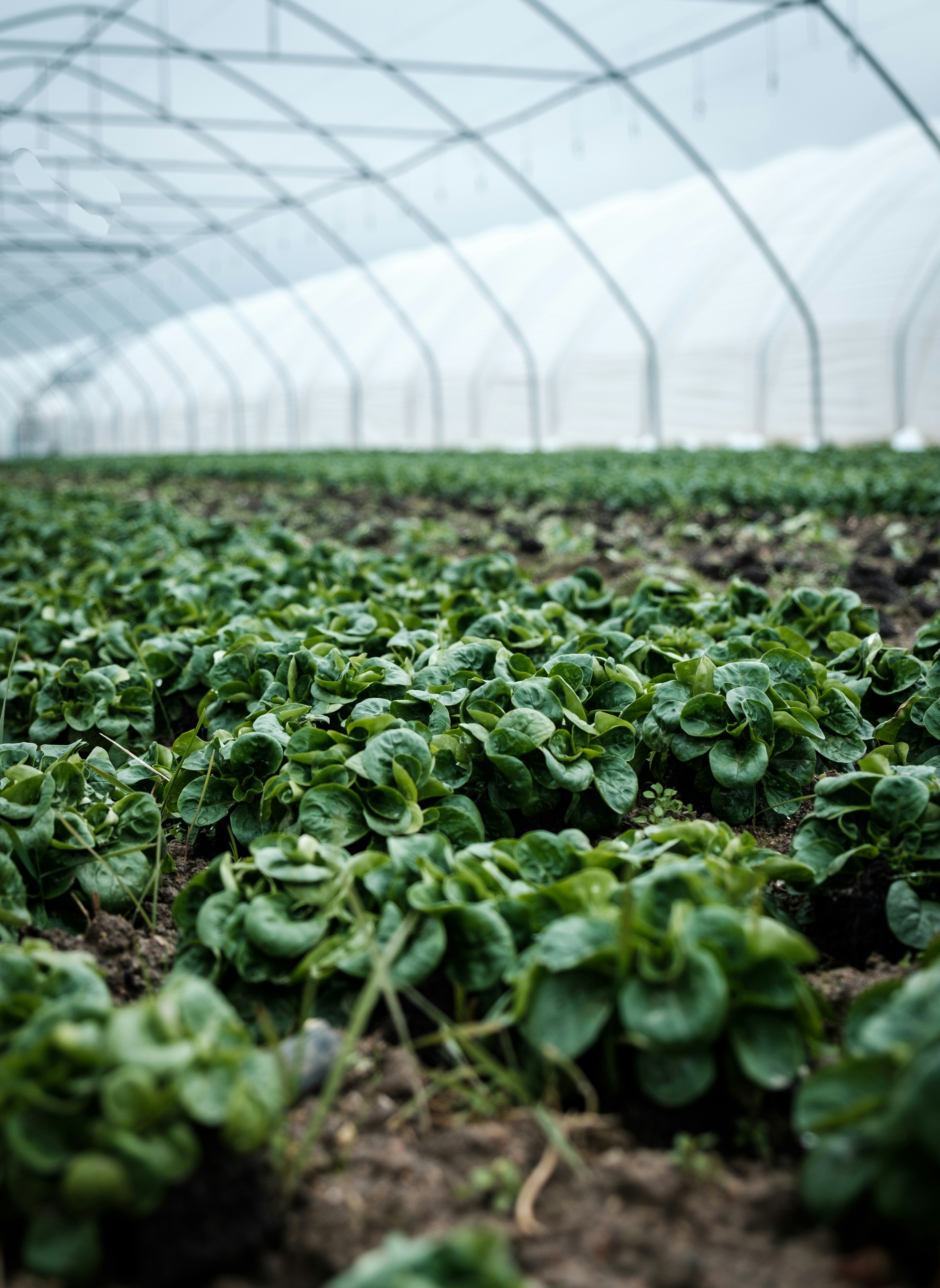 greenhouse spinach