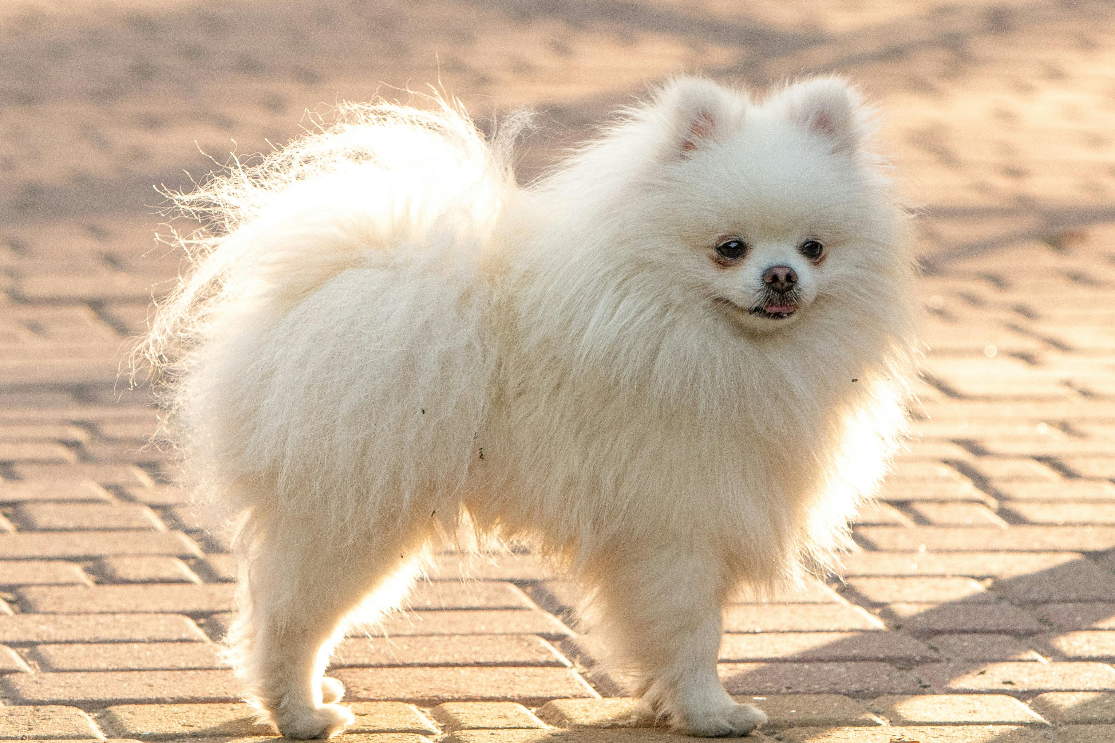 Pomeranian history