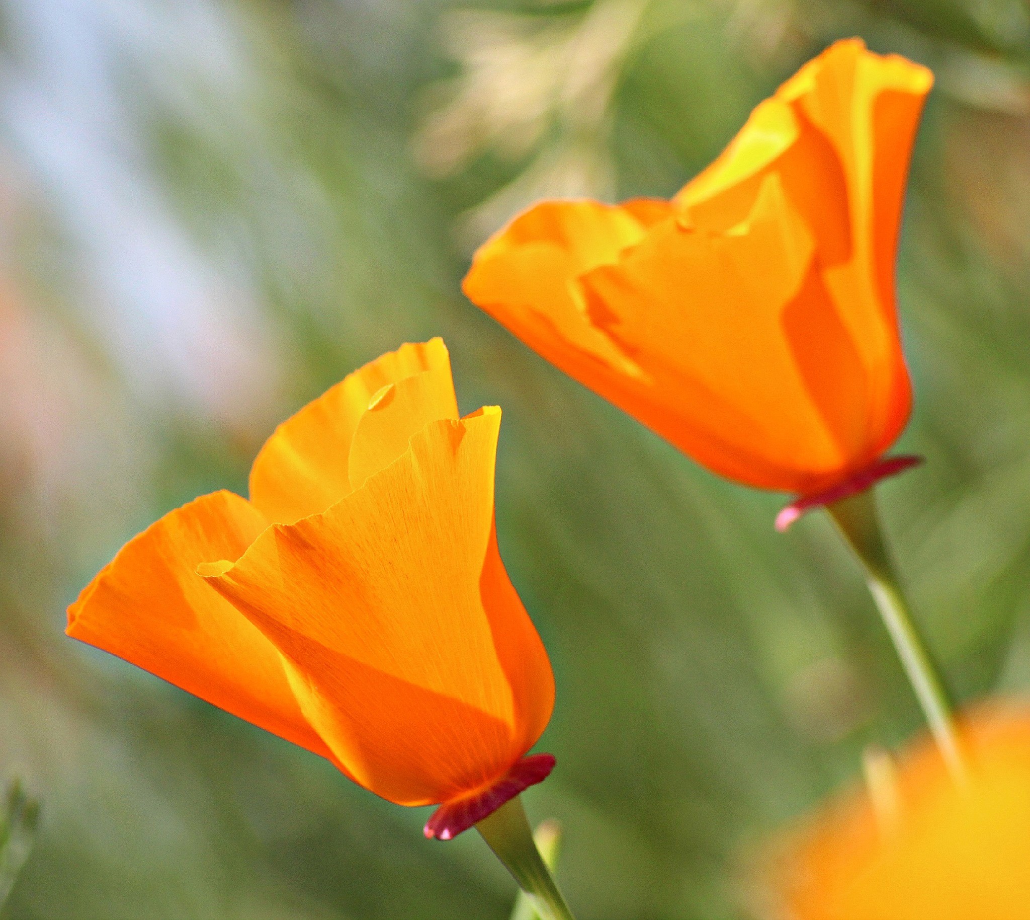 blue sky and white clouds over the sea