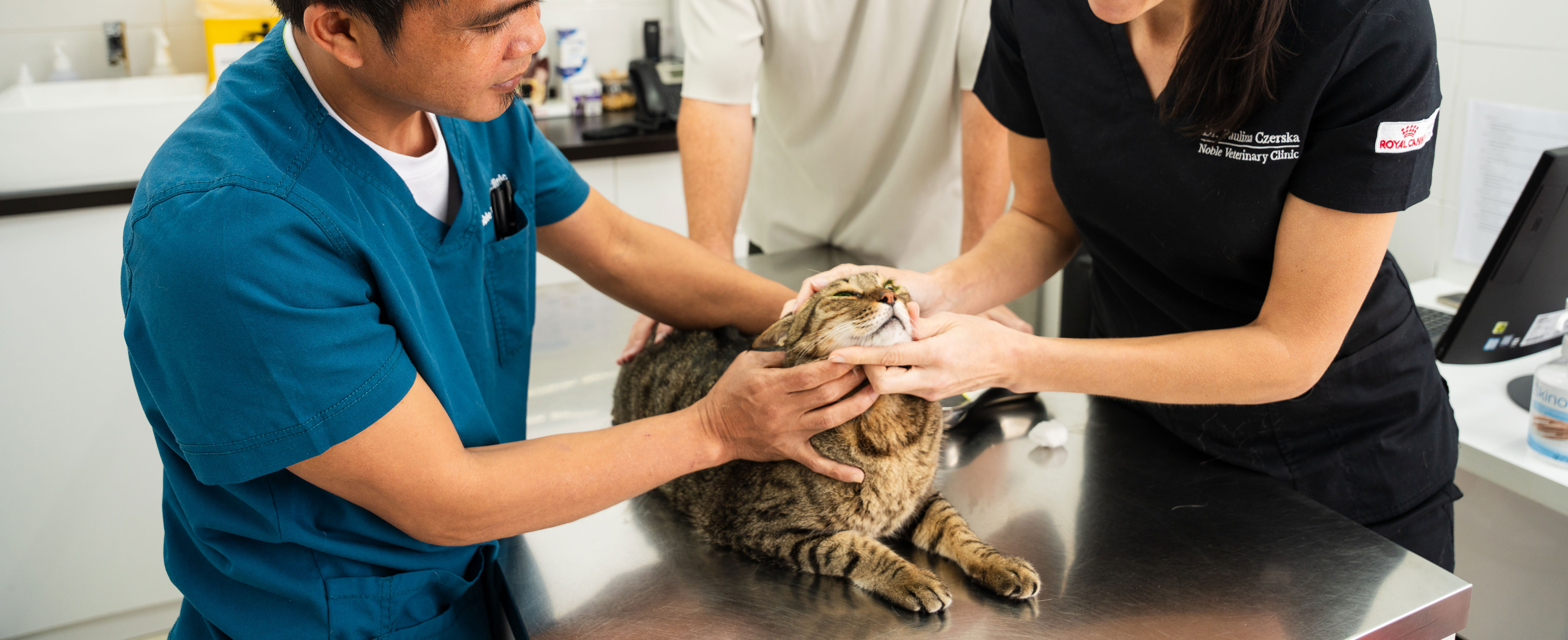 Vaccination for your feline companion