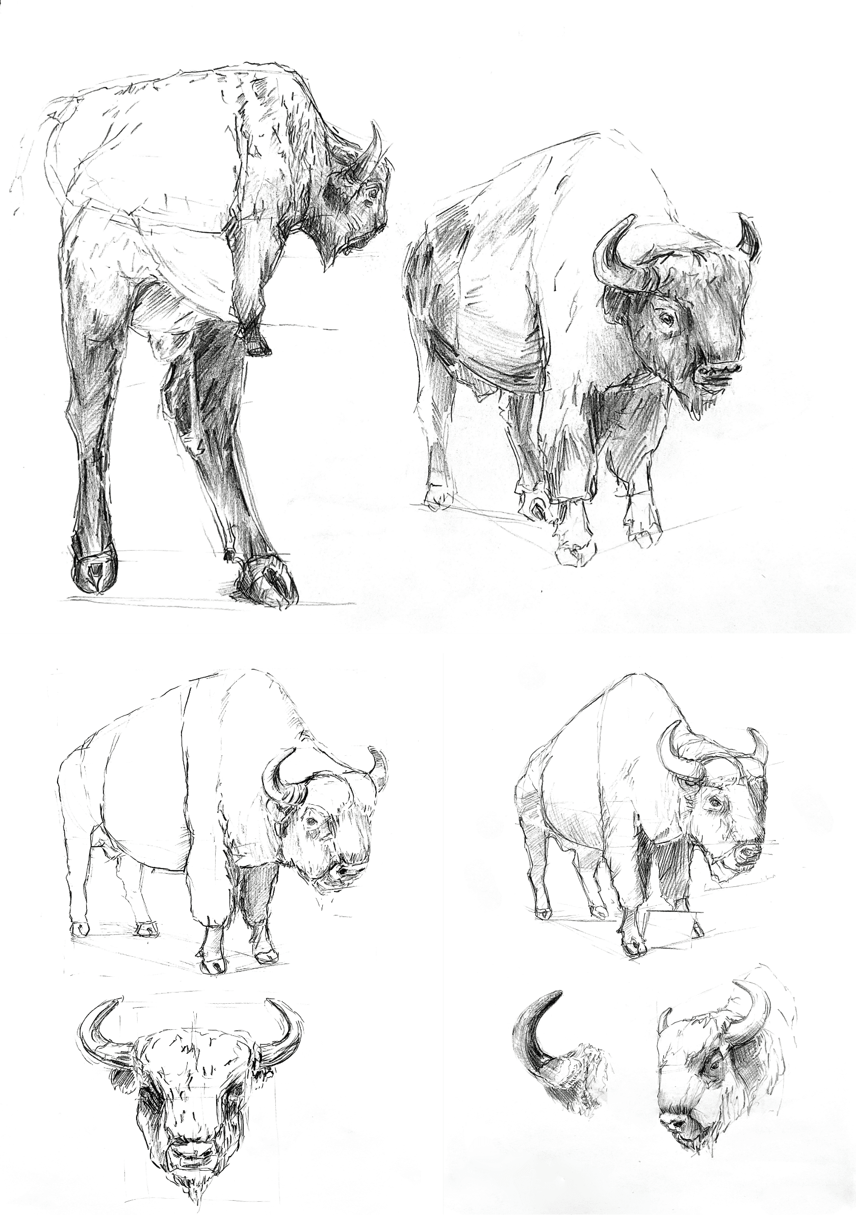 Esquisses de la langue humaine par l'illustration scientifique Élodie Ouellet-Belleau