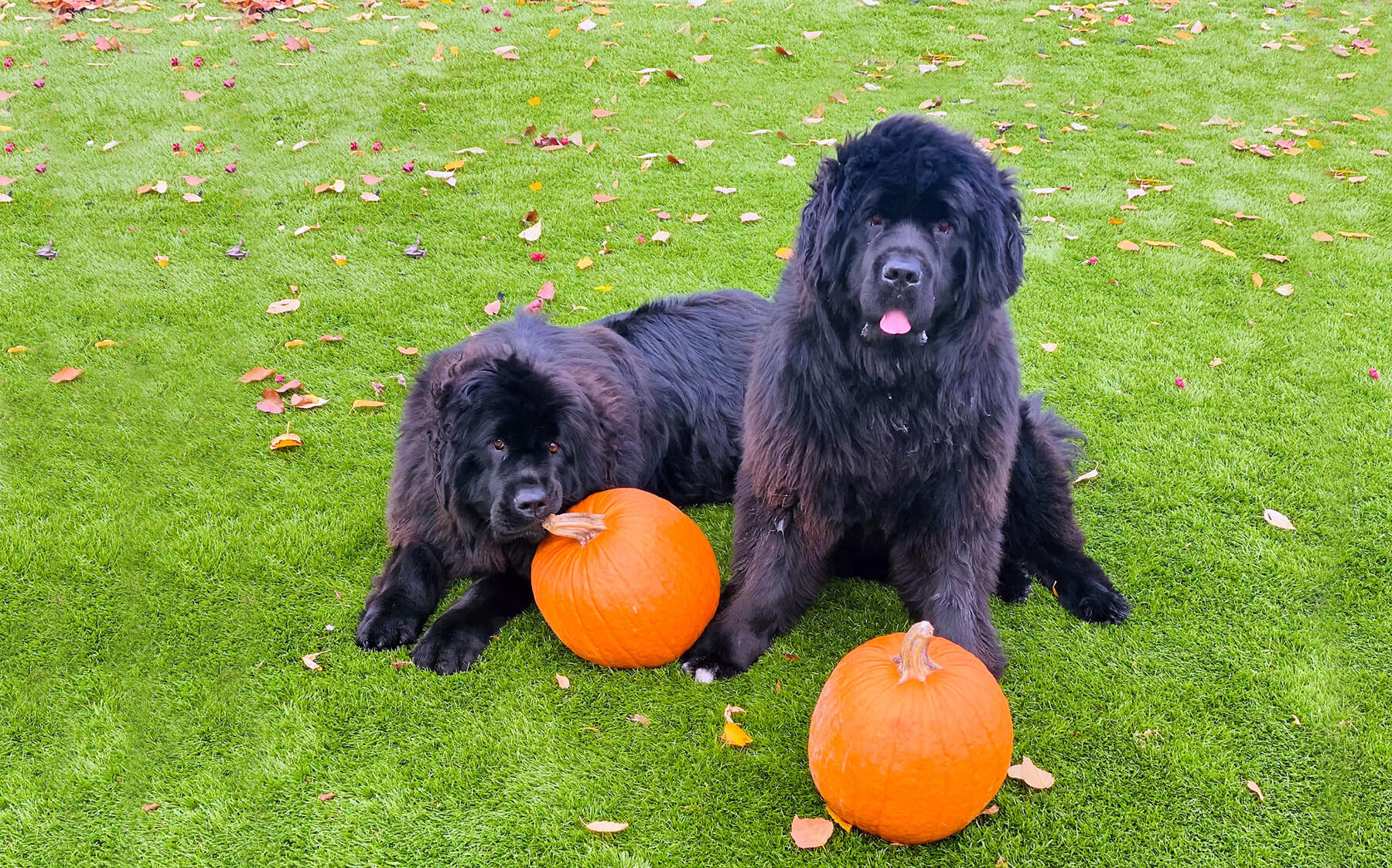 Two big black furry dogs sit on comfy green AGL Grass, happily playing with two bright orange pumpkins.