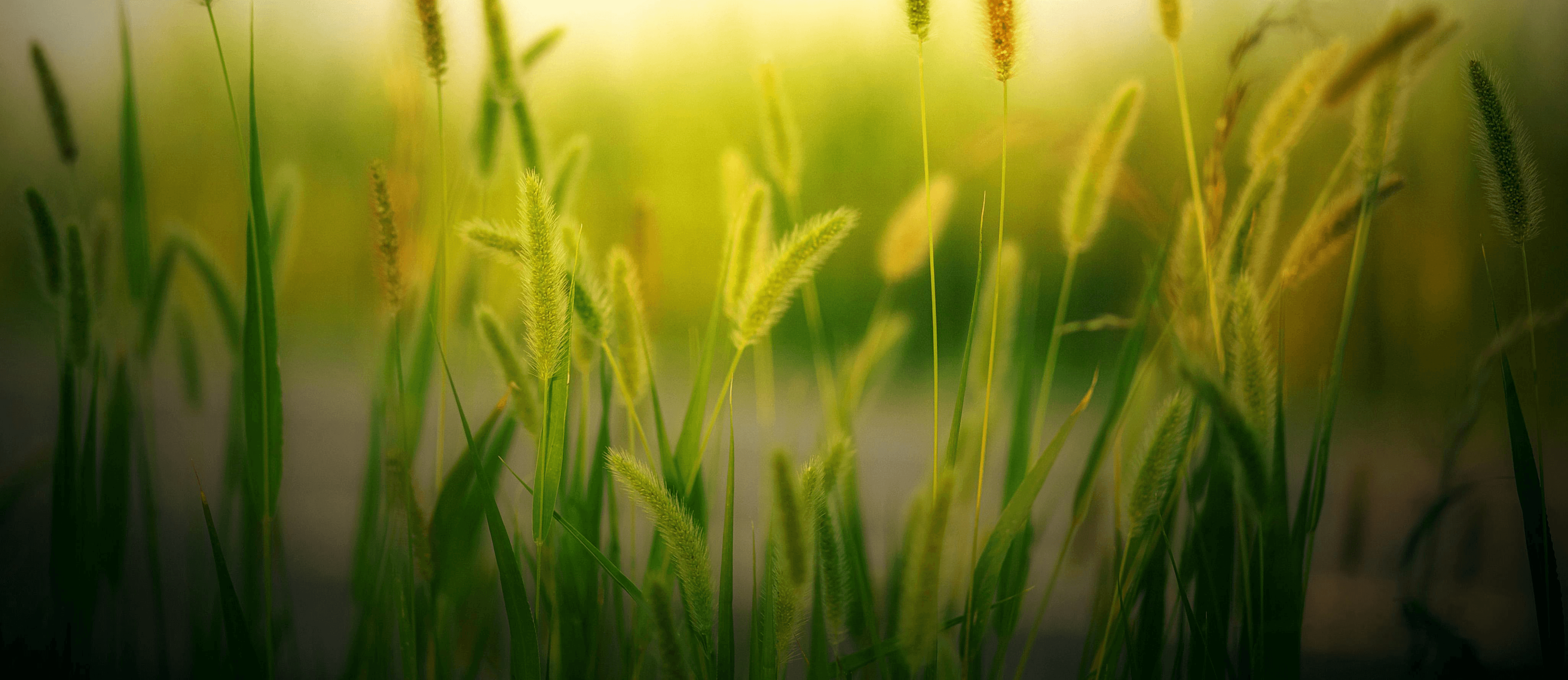 Image of grass