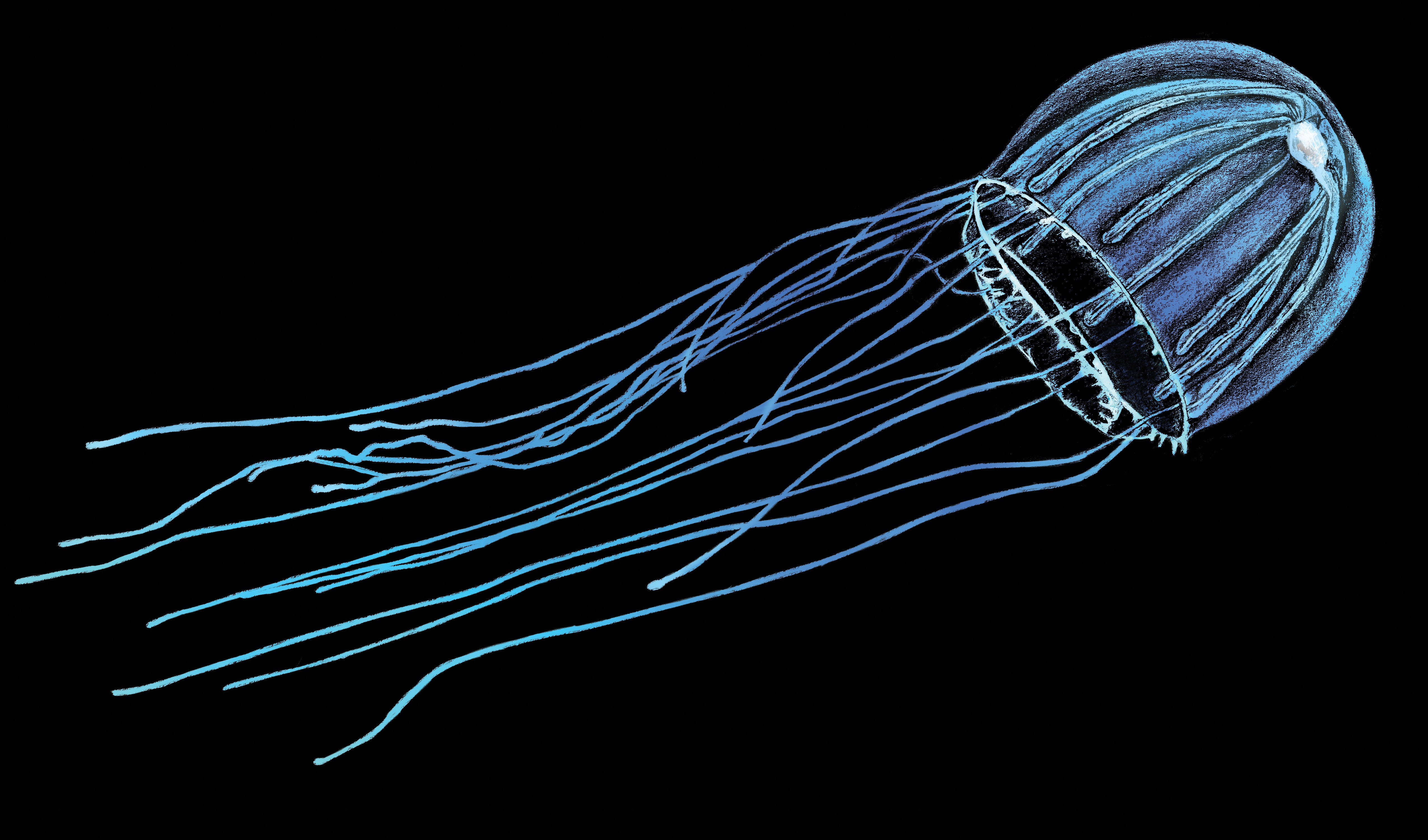 Realistic crystal jellyfish illustration.