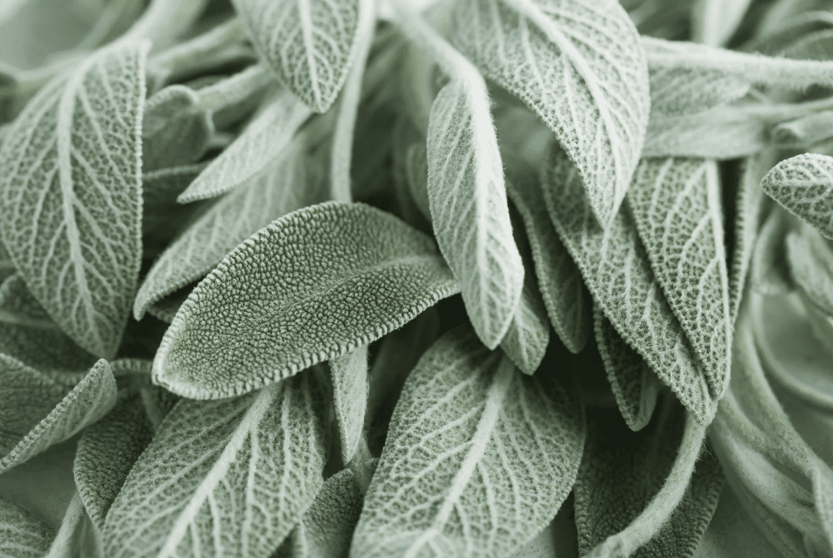 Sage leaves up close