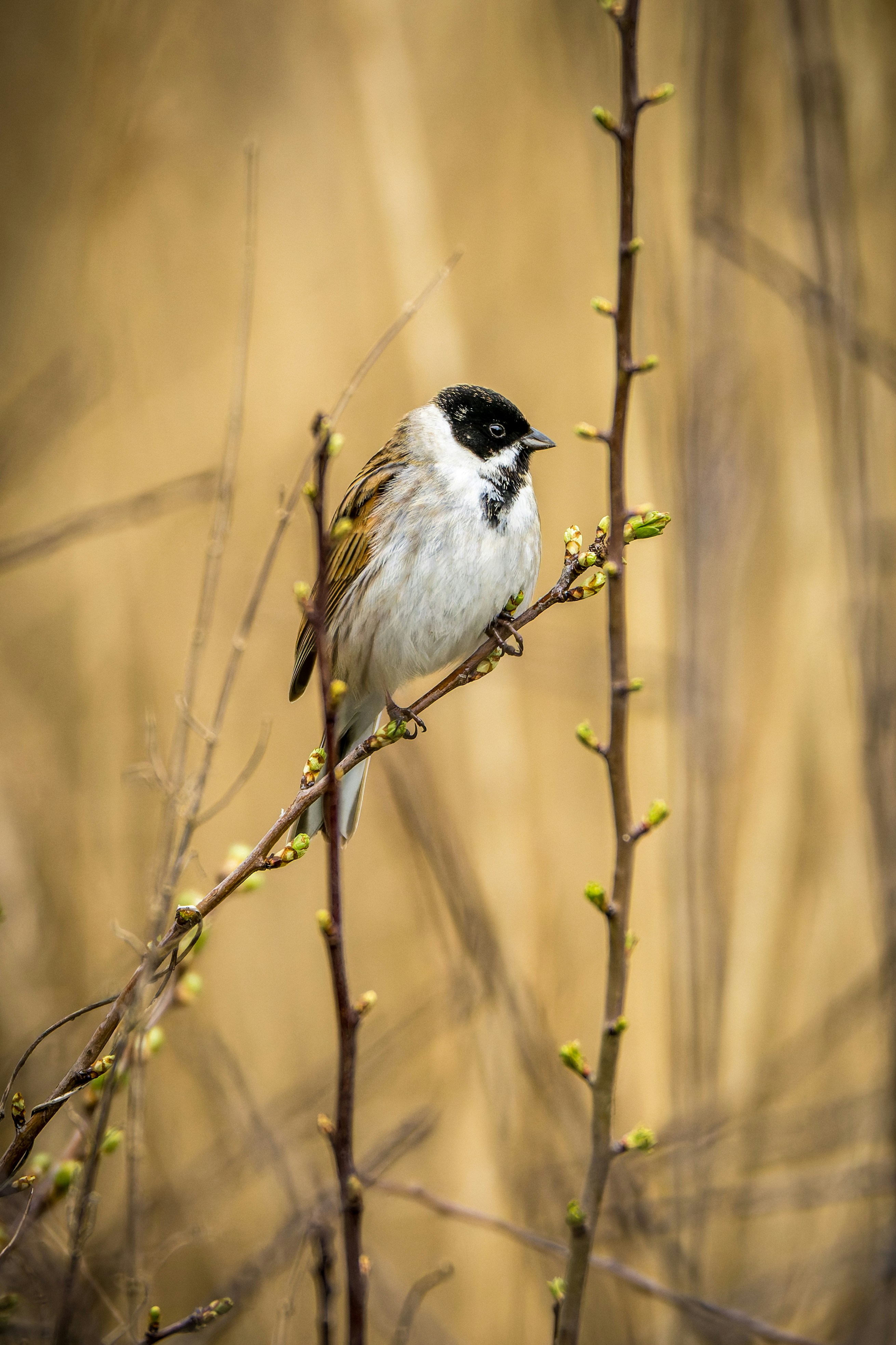 A small bird perched on a thin branch.