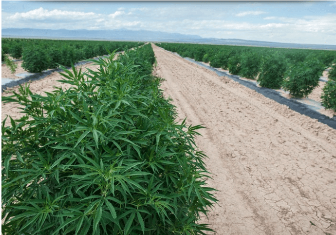 The Road Ahead... Hemp in 2021 And Beyond