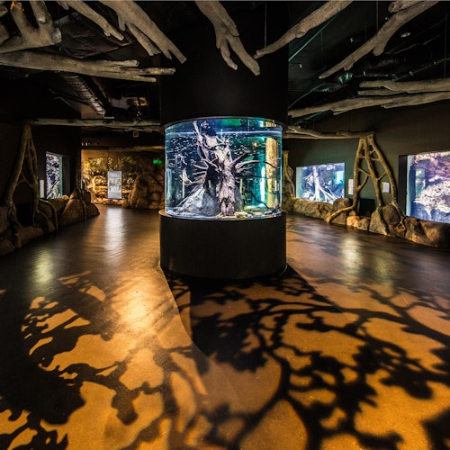 这个房间设有多个水族馆展示区，一个中央圆柱形水箱，以及天花板上的结构投射在地板上的阴影图案。