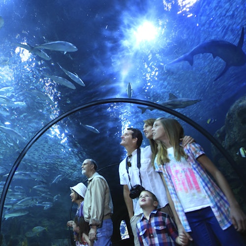 Rodina sledující podmořský život v tunelu v akváriu, kde nad nimi plavou různé ryby a žralok.