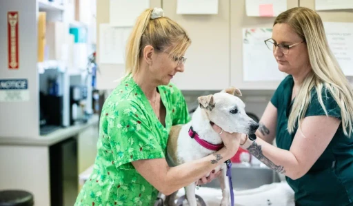 How PetDesk’s improved Pulse integration elevates your veterinary practice