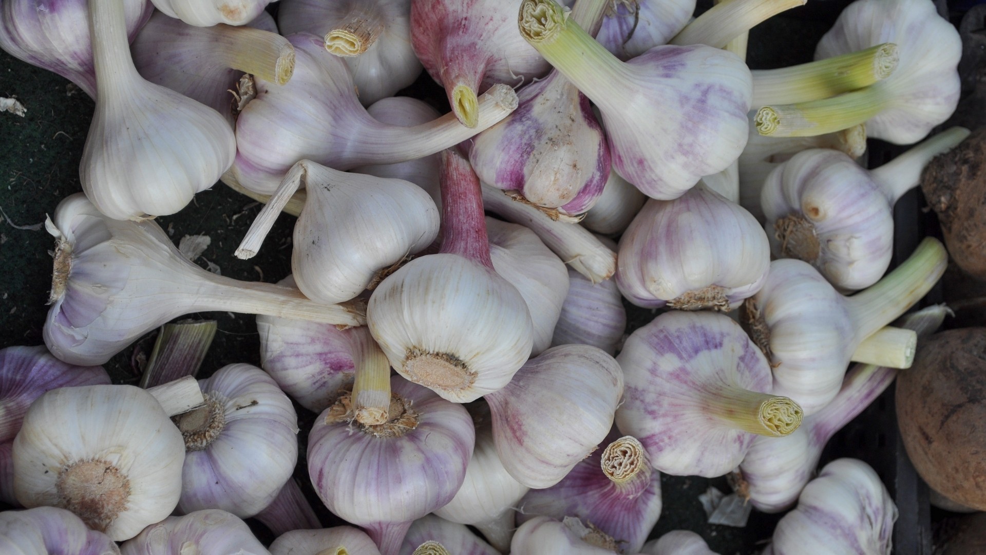 Garlic (Allium sativum)