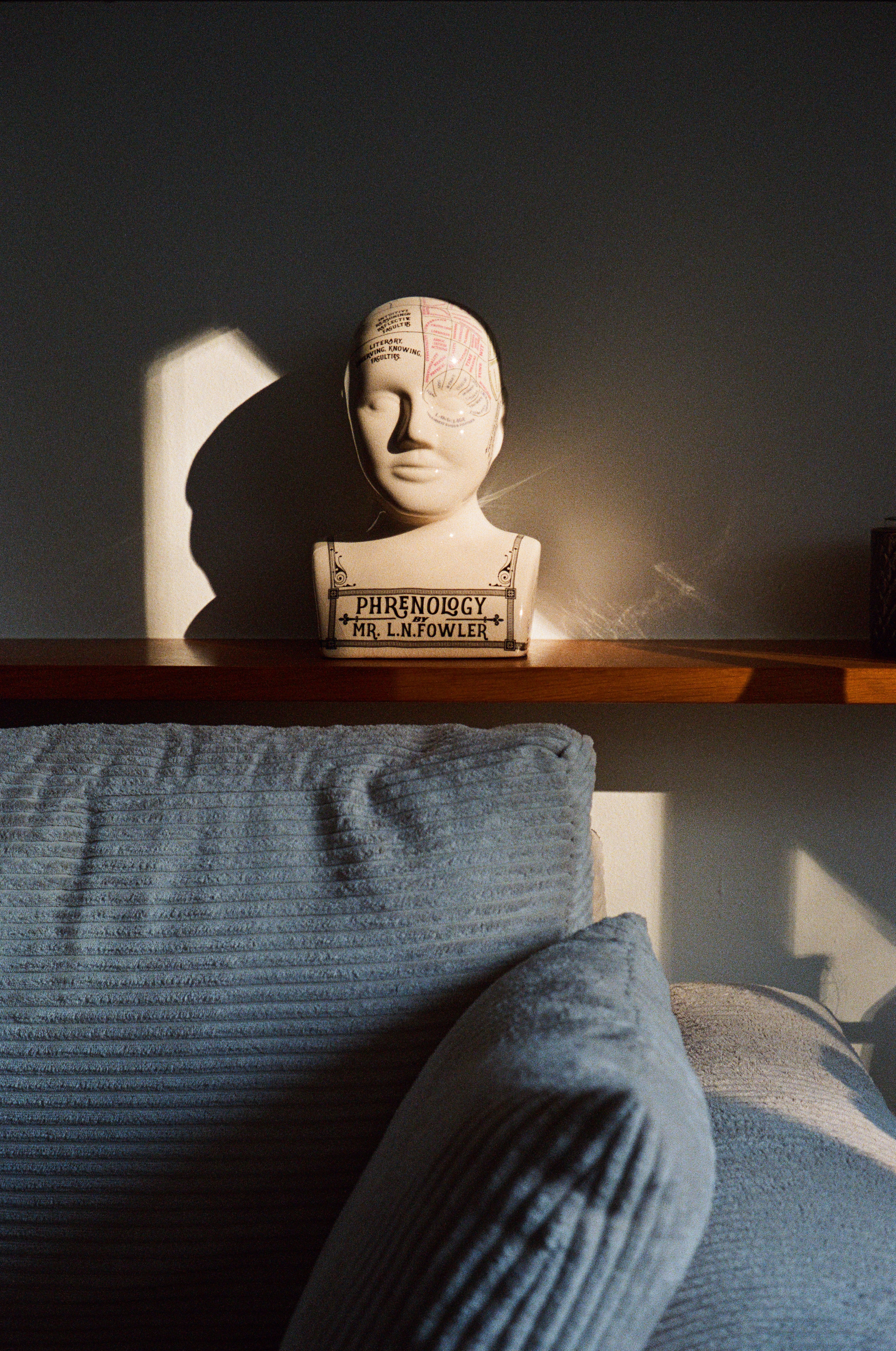 Anatomical head model on shelf with sunlight.