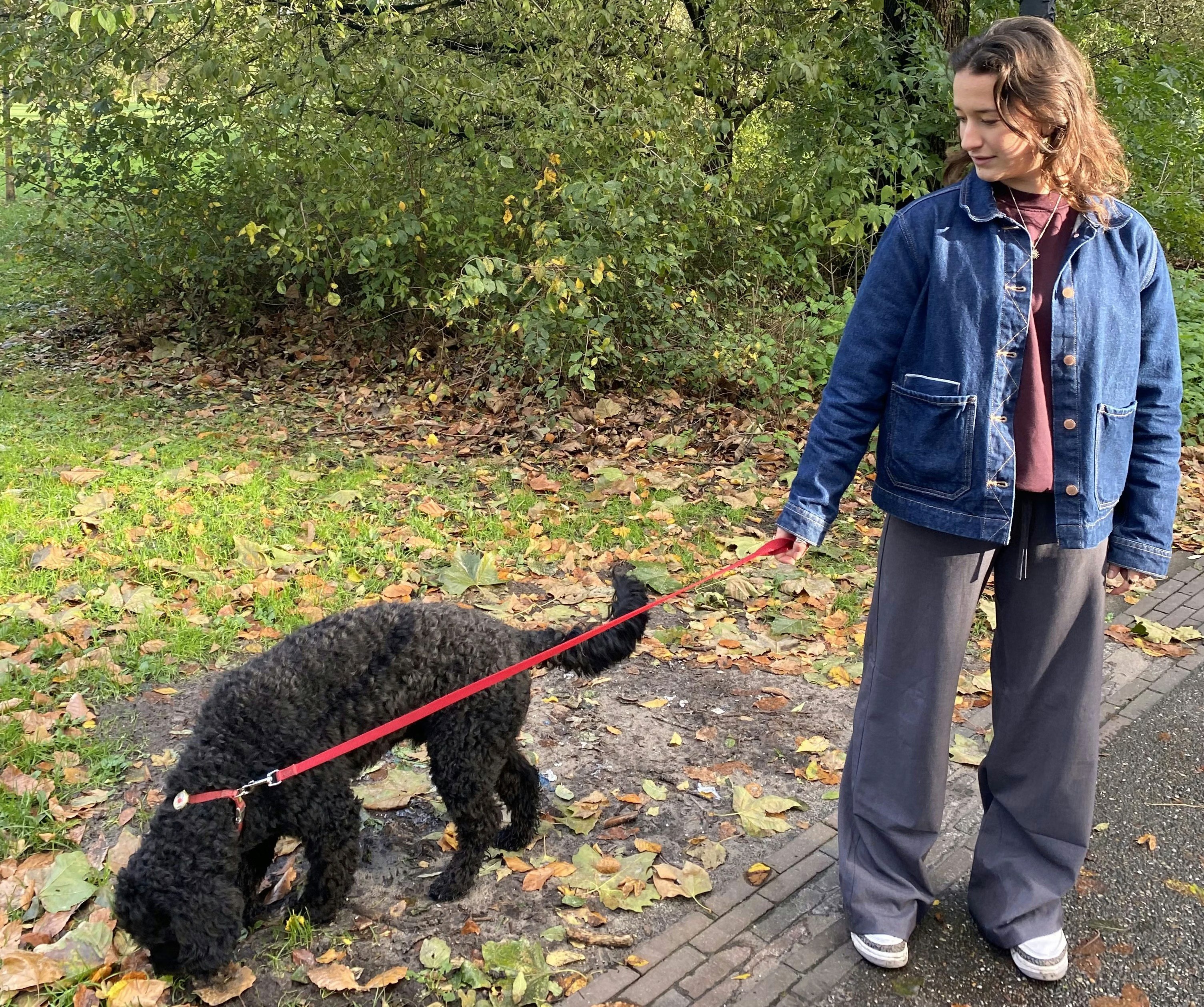 Caring for a labradoodle: Pet Care at Charly Cares