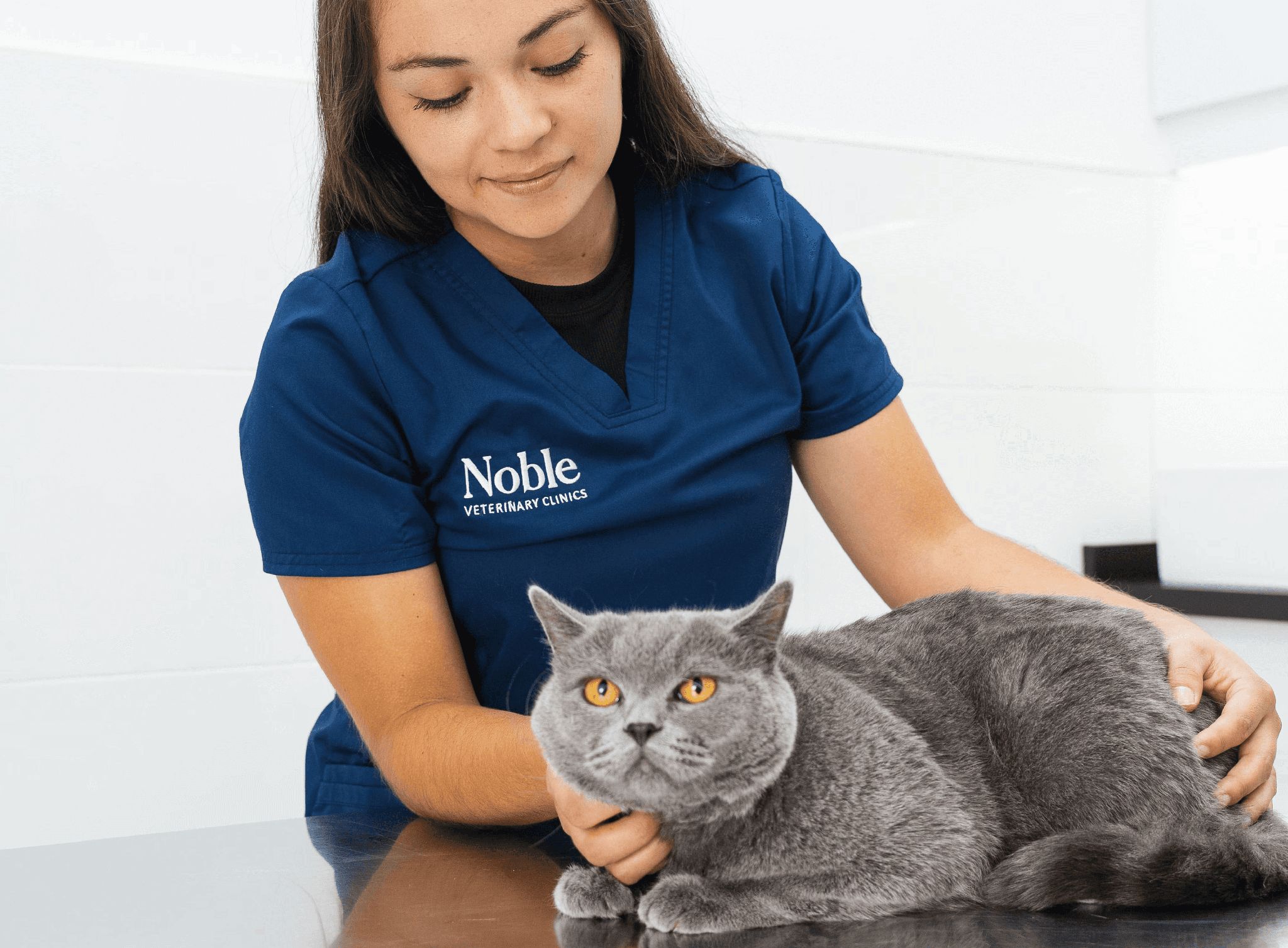 A veterinarian is keeping a gray cat comfortable for the checkup.