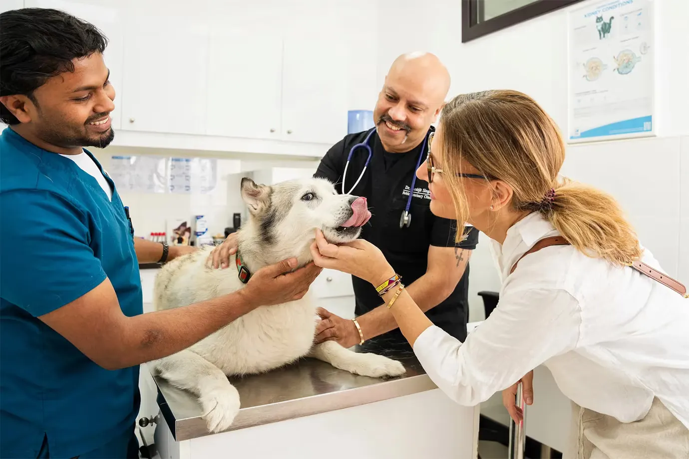 A pet dog at our vet clinic requires orthopedic surgery.