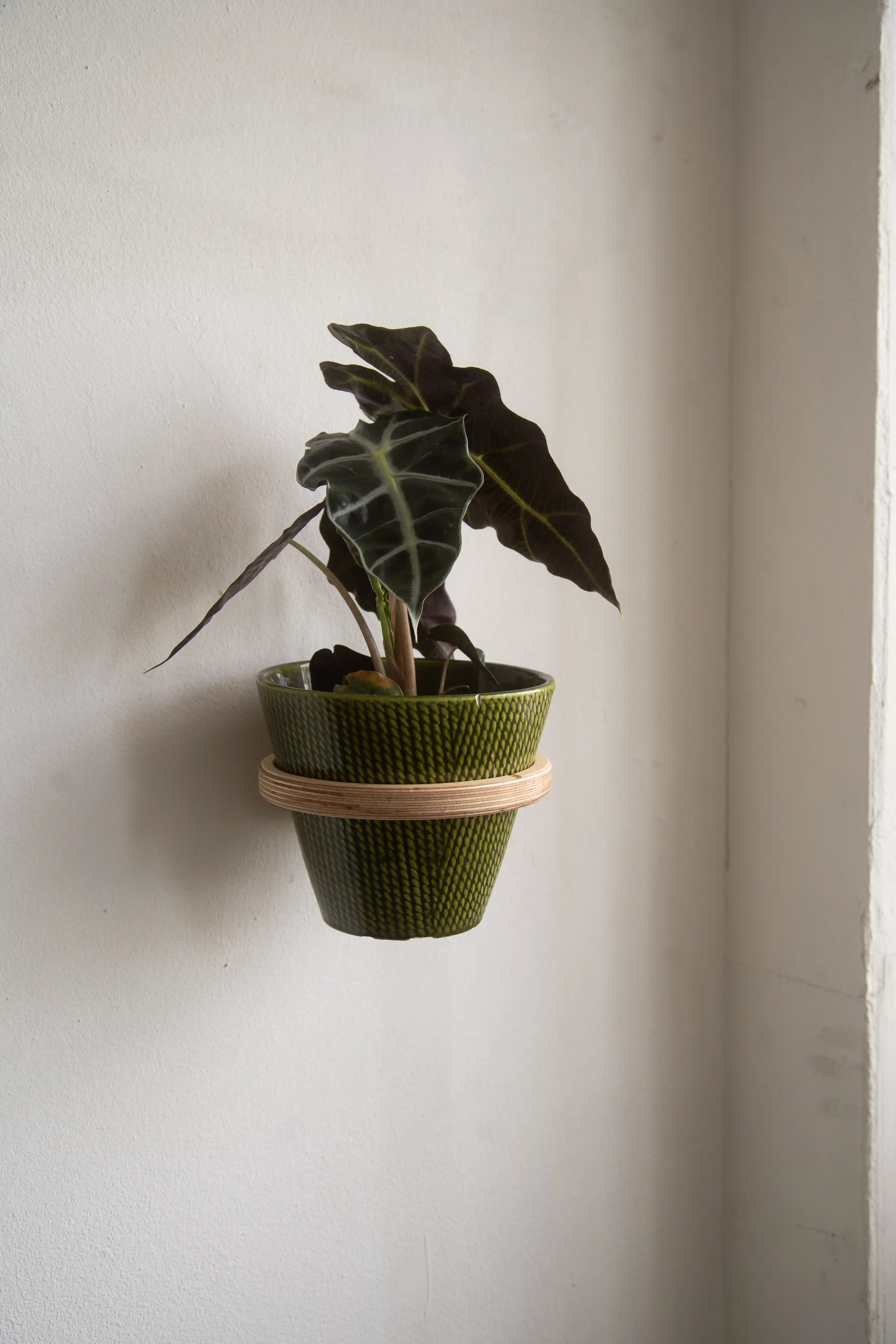 Pflanzenwand-Halter aus Holz für vertikale Wandbegrünung im Wohnraum oder Arbeitsraum