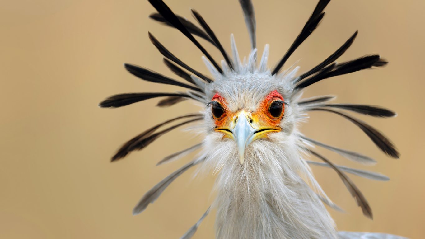 Grassland Sentinel