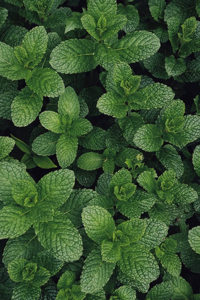Foglie di menta